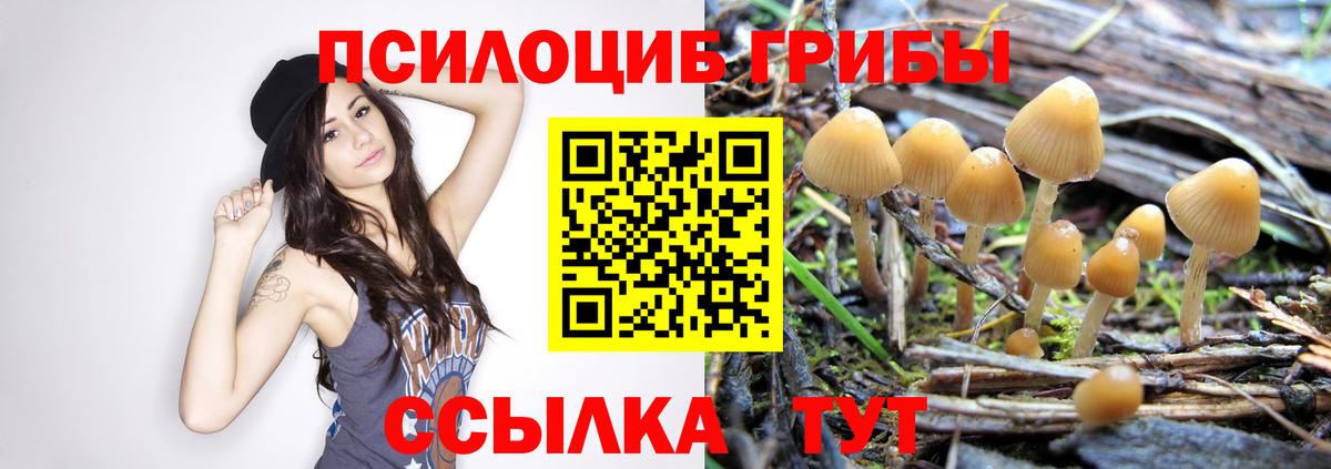 Галлюциногенные грибы GOLDEN TEACHER  Вход с VPN  Протвино  Галлюциногенные грибы Cubensis 